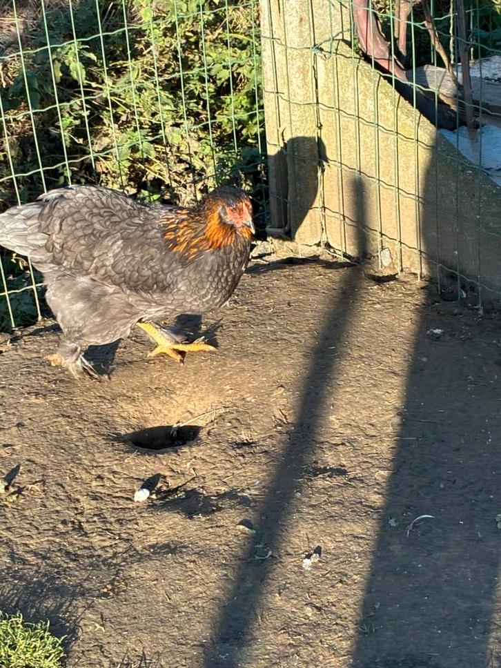 Hennen brahma, Dieren en Toebehoren, Pluimvee