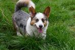 Welsh Corgi Cardigan (mâle) à vendre (bleu merle), Animaux & Accessoires, 6 ans ou plus, Pays-Bas, Un chien, Parvovirose