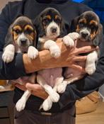 Ondeugende Beagle pups !, Dieren en Toebehoren, Honden | Beagles, Bassets en Lopende honden, Meerdere, 8 tot 15 weken, Meerdere dieren