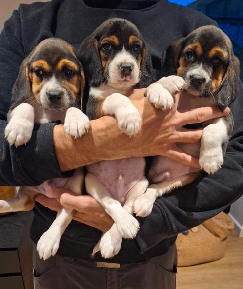 Ondeugende Beagle pups !, Dieren en Toebehoren, Honden | Beagles, Bassets en Lopende honden, Meerdere dieren, Beagle, Fokker | Hobbymatig