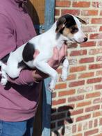 chiots farmer fox, Animaux & Accessoires, Autres races, 8 à 15 semaines, Plusieurs, Éleveur | Loisir