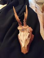 Schedel van ree., Ophalen, Schedel