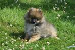 Dwergkees ,pomeriaan, keeshond,spitz pups, België, Keeshond, 8 tot 15 weken, CDV (hondenziekte)