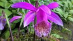 Pleione Tongariro. Ochidee., Tuin en Terras, Bloembollen en Zaden, Ophalen of Verzenden, Voorjaar, Halfschaduw, Bloembol