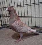 Amande, Animaux & Accessoires