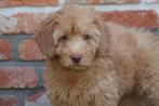 Prachtige Goldendoodle pups (medium), Dieren en Toebehoren, Honden | Retrievers, Spaniëls en Waterhonden, België, Overige rassen