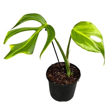 PHILODENDRON BURLE MARX FLAME plante verte interieur, Autres espèces, En pot, Enlèvement ou Envoi, Moins de 100 cm