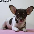 Chihuahua pups met een groots karakter !, Dieren en Toebehoren, Honden | Chihuahua's en Gezelschapshonden, 15 weken tot 1 jaar