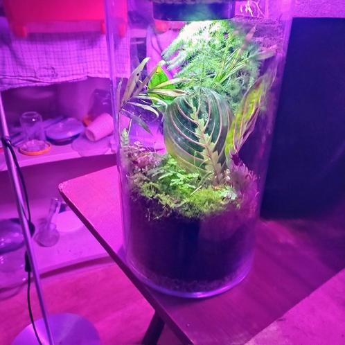 gesloten terrarium, Huis en Inrichting, Kamerplanten, Ophalen