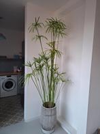 Papyrusplant, Tuin en Terras, Planten | Tuinplanten, Ophalen