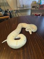 Killerbee clown, Animaux & Accessoires, Reptiles & Amphibiens, Serpent, 0 à 2 ans