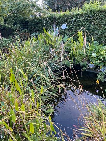 Vijverplanten en vissen gratis beschikbaar voor biedingen