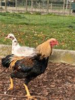 Soeandese vechters zeldzaam, Dieren en Toebehoren, Pluimvee, Meerdere dieren, Kip