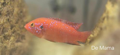 Blauwe Juweel Cichlide 2-3 Cm groot, Dieren en Toebehoren, Vissen | Aquariumvissen, Zoetwatervis, Vis