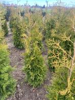 Thuja Brabant Haagplanten, Ophalen, Conifeer, Haag, 100 tot 250 cm