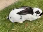 Jonge Reuzevlinder/ lotharinger, Mannelijk, Groot, 0 tot 2 jaar