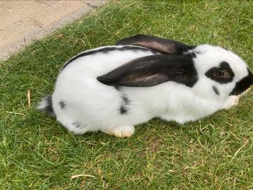 Jonge Reuzevlinder/ lotharinger, Mâle, Grand, 0 à 2 ans