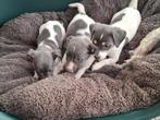 Jack Russell pups, Dieren en Toebehoren, België, Jack Russell Terriër, 8 tot 15 weken, Meerdere