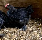 2 jonge cochin kriel haantjes, Dieren en Toebehoren, Pluimvee, Mannelijk, Kip