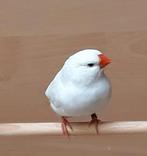 witte zebravinken, Animaux & Accessoires, Oiseaux | Oiseaux Autre
