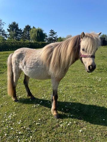 Amerikaans miniatuurpaardje, Dieren en Toebehoren, Pony's, Merrie, B, Gechipt, 0 tot 2 jaar