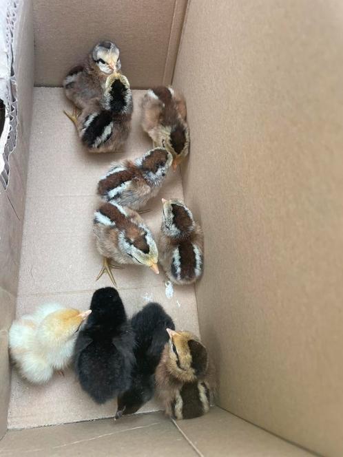 Raszuivere hollandse krielen, Dieren en Toebehoren, Pluimvee