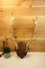 Taxidermie - Geweistangen damhert, Verzamelen, Dierenverzamelingen, Ophalen of Verzenden, Gebruikt, Hert, Gewei of Kop