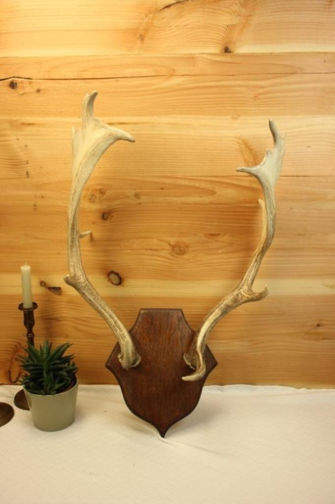 Taxidermie - Geweistangen damhert, Verzamelen, Dierenverzamelingen, Gebruikt, Gewei of Kop, Hert, Ophalen of Verzenden