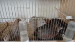 Kwartel hanen, Dieren en Toebehoren