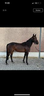 Mooie jonge merrie, Dieren en Toebehoren, Merrie, Zadelmak