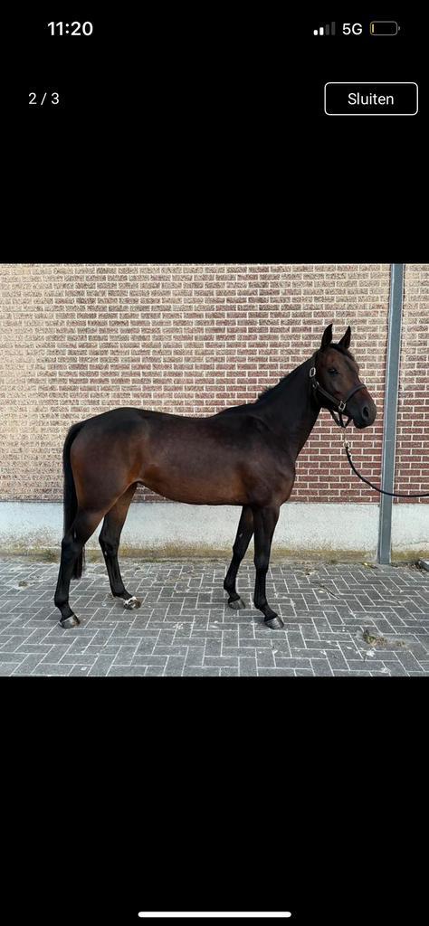 Mooie jonge merrie, Dieren en Toebehoren, Paarden, Merrie, Zadelmak
