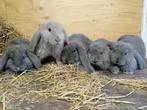 Franse hangoren, Dieren en Toebehoren, Konijnen, Meerdere dieren, Groot