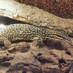 1.1 stekelstaart varaan (varanus acanthurus), Dieren en Toebehoren, Reptielen en Amfibieën, Overige soorten, Tam, 3 tot 6 jaar