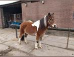 C pony ruin gereden, Dieren en Toebehoren, Ruin