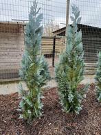 coniferen - cipressen aan 4 euro/stuk, Jardin & Terrasse, Plantes | Arbustes & Haies, Enlèvement, Conifère, Haie, 100 à 250 cm