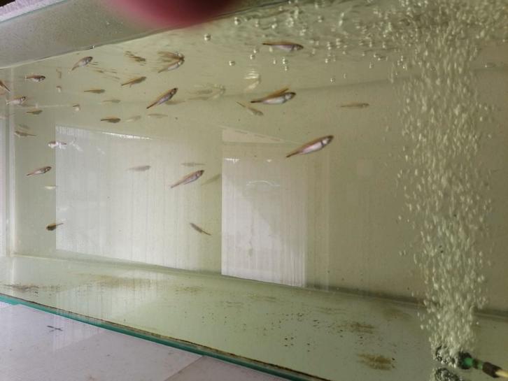 Notropius chrosomus  regenboogelrits, Dieren en Toebehoren, Vissen | Aquariumvissen, Zoetwatervis, Vis, Schoolvis