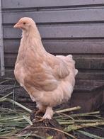 Hennen te koop, Dieren en Toebehoren, Vrouwelijk, Kip