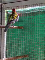 vogels, Animaux & Accessoires, Oiseaux | Perruches & Perroquets, Bagué