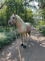 5* huis gezocht voor 2 jonge ruinen & Shetlander, Dieren en Toebehoren, Ruin, Onbeleerd, Gechipt