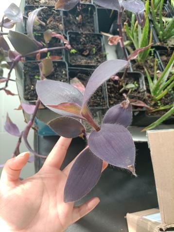 Paarse hangplant (Tradescantia Pallida) beschikbaar voor biedingen