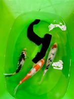 Koi 15/16cm, Animaux & Accessoires, Poissons | Poissons d'étang