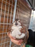 Celadon kwartel haantje, Dieren en Toebehoren
