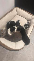 3 katen over, Dieren en Toebehoren, Katten en Kittens | Raskatten | Korthaar, Kater, Met stamboom, 0 tot 2 jaar