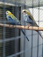 Bleekkop rosella's koppel, Dieren en Toebehoren, Geringd