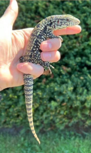 Koppel jonge Argentijnse teju 2025 beschikbaar voor biedingen