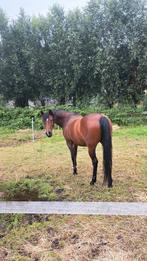 Lieve D merrie, B, Poney de récréation, Poney D (1.37 m à 1.48m), Jument
