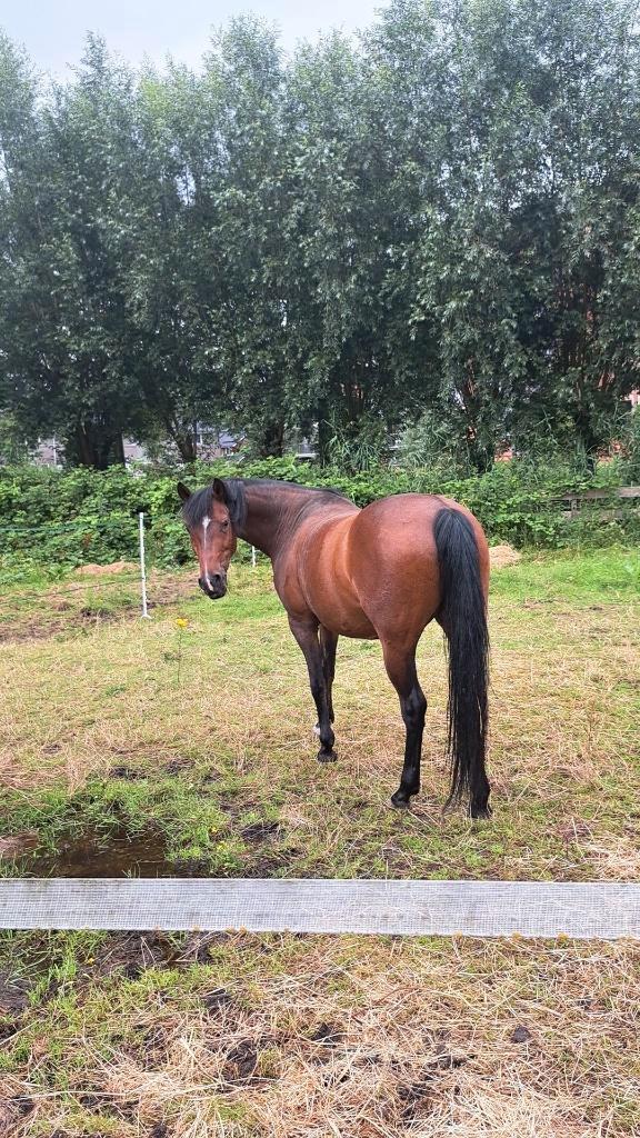 Lieve D merrie, Dieren en Toebehoren, Pony's, Merrie, B, D pony (1.37m tot 1.48m), Recreatiepony, 11 jaar of ouder, Gechipt, Ontwormd