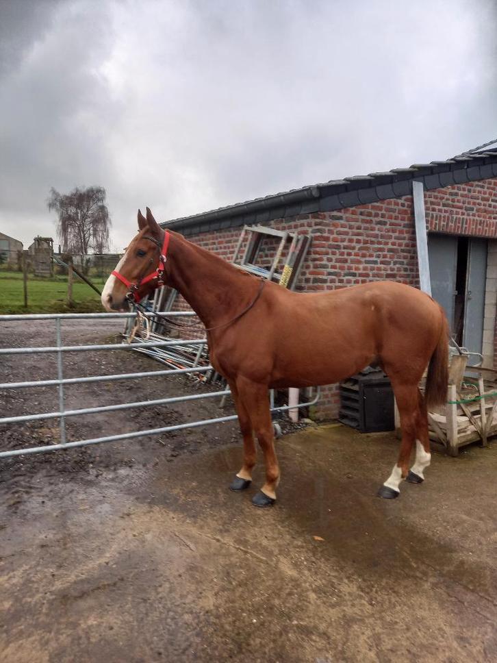 Hongre, Animaux & Accessoires, Chevaux, Hongre, Débourré, 165 à 170 cm, 3 à 6 ans, Cheval de récréation, Avec pedigree, Avec puce électronique