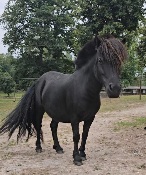 Shetlander merrie, Dieren en Toebehoren, Paarden, Merrie, Niet van toepassing, Minder dan 160 cm, 7 tot 10 jaar, Met stamboom