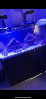 Zee aquarium red sea 425, Dieren en Toebehoren, Ophalen, Gebruikt, Leeg aquarium